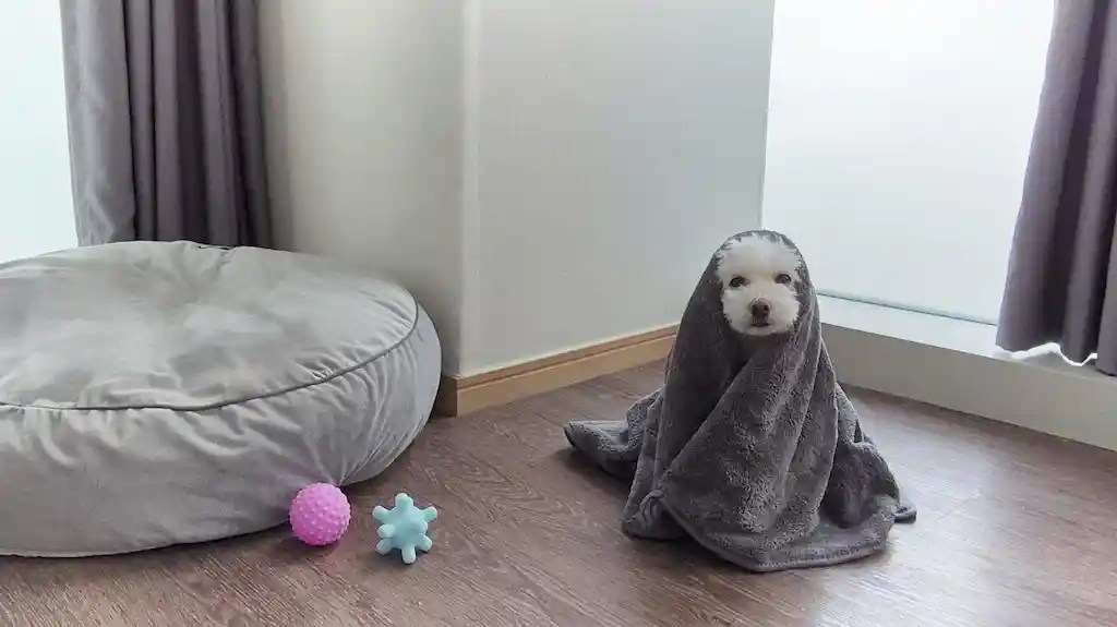 ブラウン スイーツ ホテル シンチョン セントラル_done